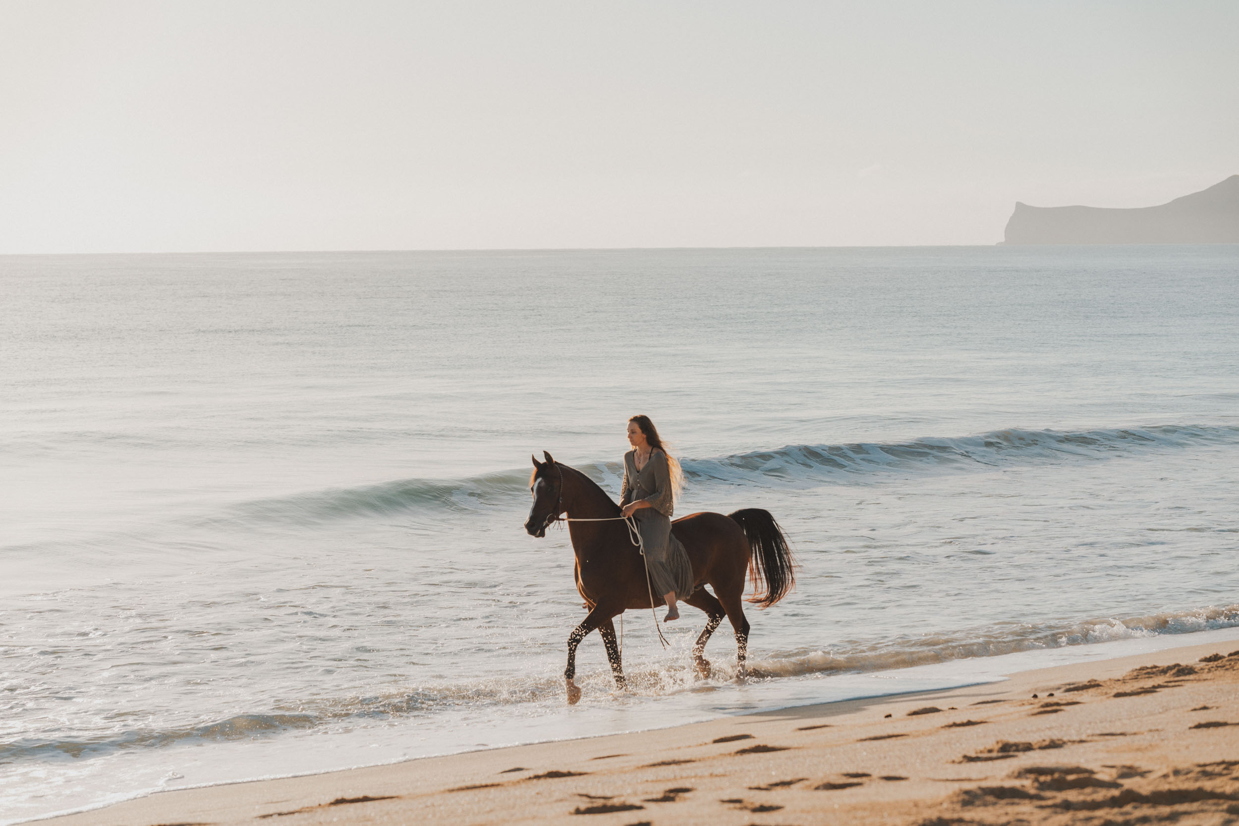 arabian horse trotting on the beach