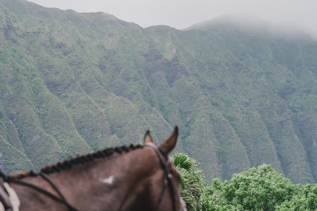 out of focus horse with mountain background