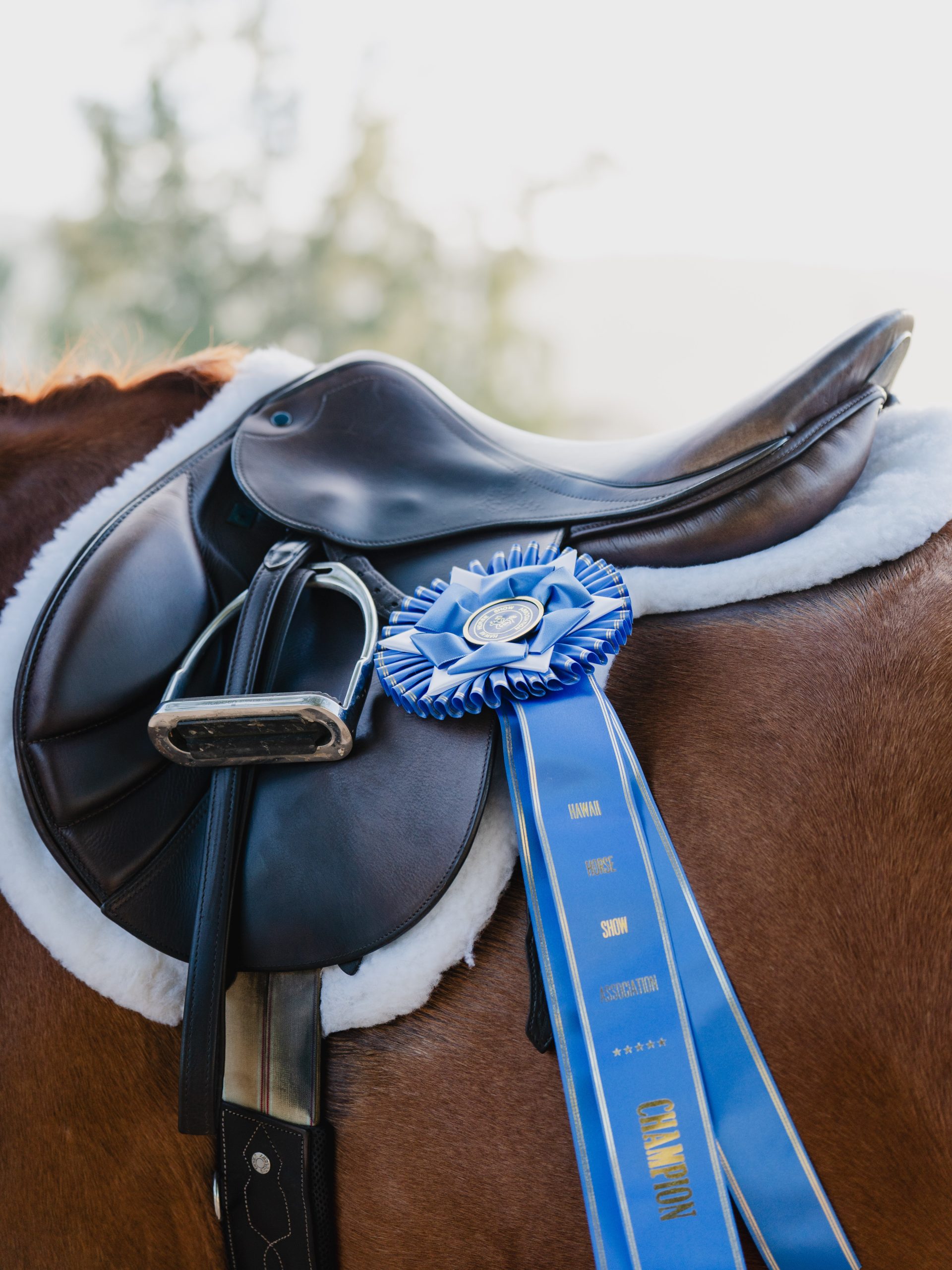 english saddle with a blue champion ribbon hanging off the saddle